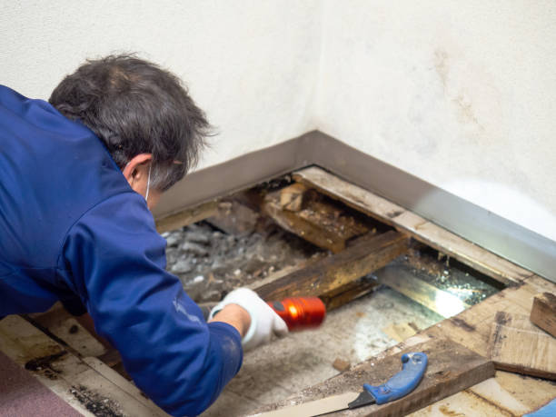 Best Affordable Mold Removal  in Baytown, TX
