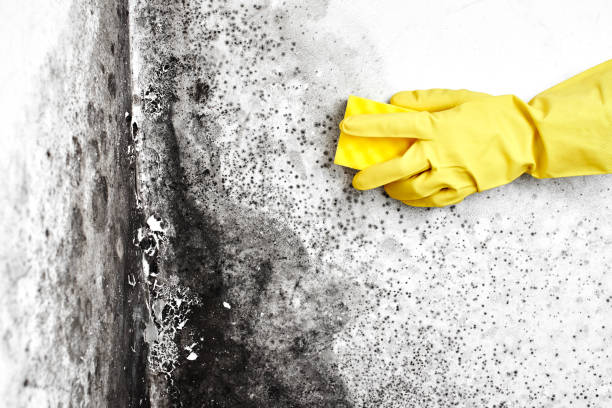 Best Mold Testing  in Baytown, TX