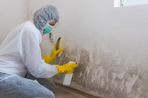 Best Professional Mold Removal  in Baytown, TX