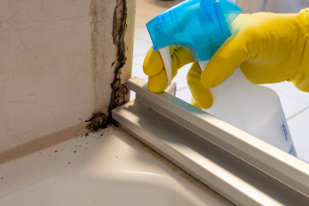 Professional Mold Removal in Baytown, TX