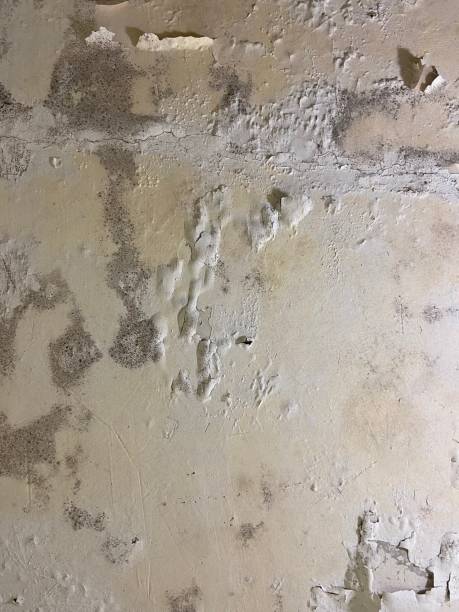 Best Mold Removal Process  in Baytown, TX