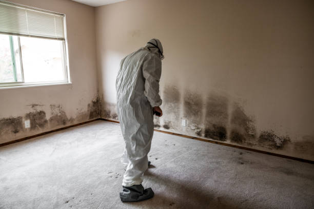 Certified Mold Removal in Baytown, TX