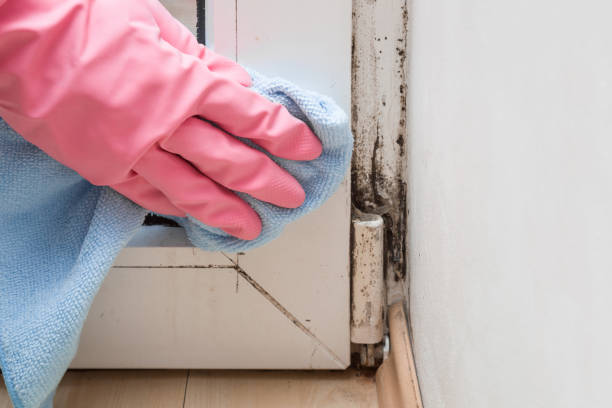 Baytown, TX Mold Removal Company