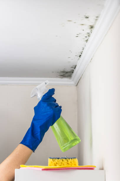 Best Attic Mold Removal  in Baytown, TX