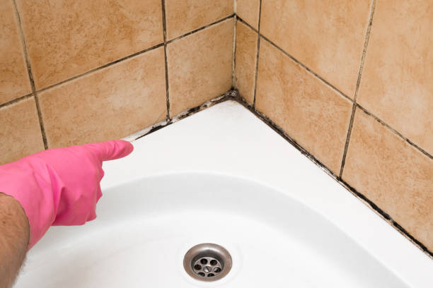 Best Same-Day Mold Removal  in Baytown, TX